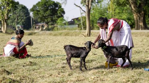 Goat Farming